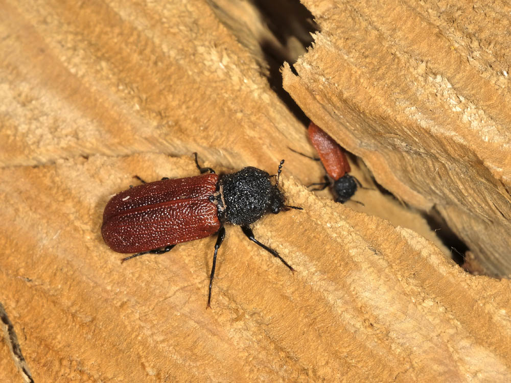 bostrichus capucinus con  piccolo dal piemonte